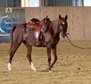 expressive, well-behaved Arabian thoroughbred mare