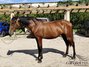 3 jähriger PRE Hengst - Fer Bonachon x Fer Bago
