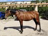 3 jähriger PRE Hengst - Fer Bonachon x Fer Bago