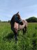 Bildschöne Quarterhorse-Criollo Stute, 3 J.