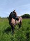 Bildschöne Quarterhorse-Criollo Stute, 3 J.