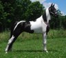 The Witcher is a breathtaking 4 year old 15.1hh SSH gelding