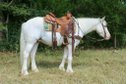 Registered 3Yr old, gypsy paint cross gelding that stands right..