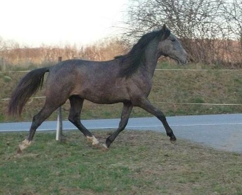 Beautiful young PRE Stallion