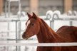 Shock In Love - Ausdrucksstarke Quarter Horse Stute mit Turnierp.