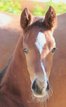 Beautiful HF by Estobar NRW x Lauries Crusador xx
