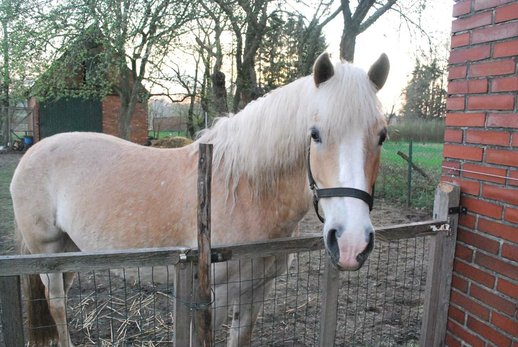 My love Haflinger Mare 