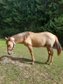 Red Dun Nachwuchstalent mit guter Reining Abstammung