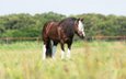 Neighbelline”!! She is a breathtaking Gypsy mare with the prettie