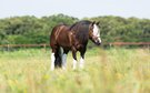 Neighbelline”!! She is a breathtaking Gypsy mare with the prettie