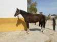 MARE (SANCISCO, SANDRO HIT/ LONDONDERRY)