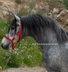 Nice stallion PRE with piro FREE