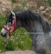 Nice stallion PRE with piro FREE