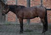 Bay Roan Youngster mit Top-Abstammung und viel Potenzial