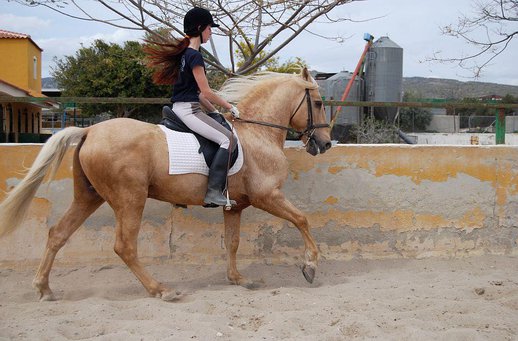  GANADOS CHANDO FARM