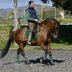Beautiful PRE gelding with a lot of dressage talent