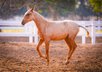 PRE Palomino mare Remache XIII / full papers
