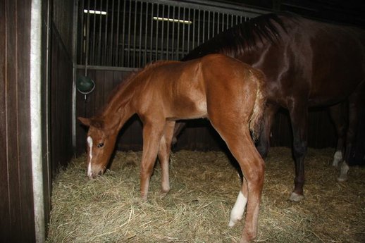 Beautiful filly out of the damline from Don Schufro
