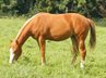 Charmante Quarter Horse Stute mit klarem Kopf und starken Anlagen