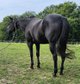 Erfolgreich geshowte Quarter Horse Zuchtstute mit Top-Abstammung