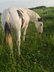 Hübsche Paint Horse x Criollo Mix Stute mit vielseitigem Potenzia
