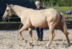 Palomino Nachwuchstalent mit Top-Abstammung 