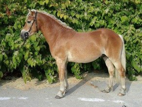 Pferderasse Haflinger