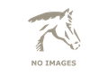 Sport horse/breeding horse