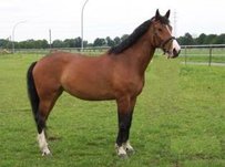 Rhinelander Horse
