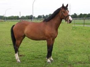 Horse Breed Rhinelander
