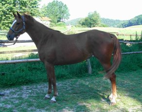 Horse Breed Hessian