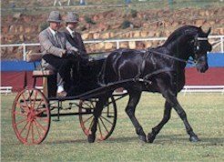 Horse Breed Vlaamperd