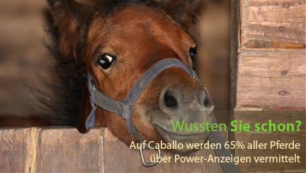 Wussten Sie schon? 65% der auf Caballo verkauften Pferde sind Power-Anzeigen.